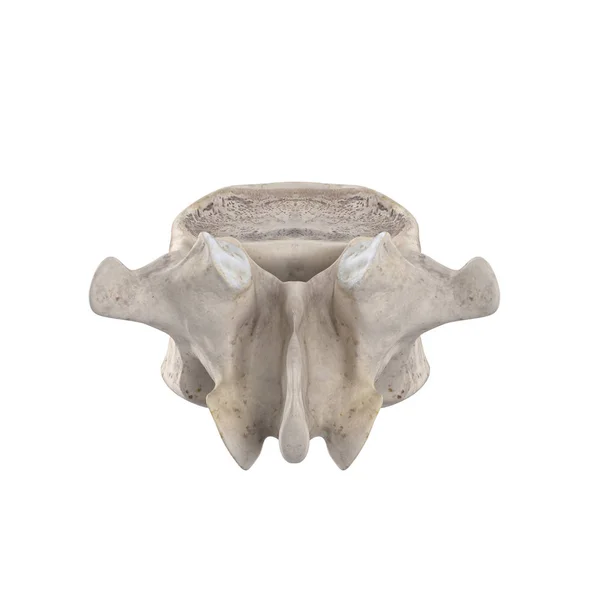 Vertebra Lombare Isolata Sulla Vista Posteriore Bianca — Foto Stock