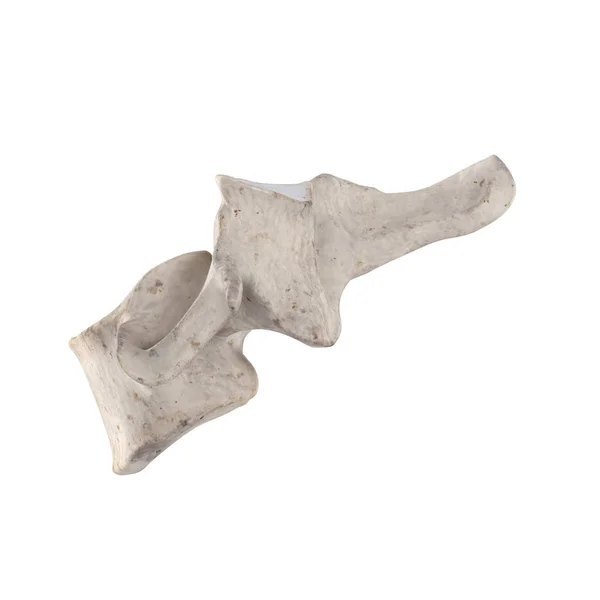 Cervical Vertebra Isolated White Left Lateral View — Stock Photo, Image