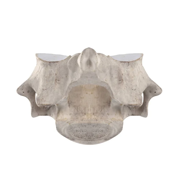 Cervical Vertebra Isolated White Posterior View — Stock Photo, Image