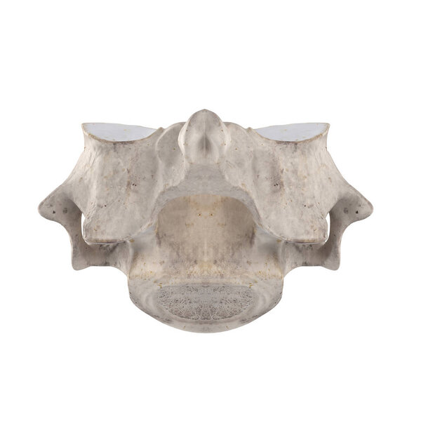 C6 Cervical vertebra isolated on white posterior view