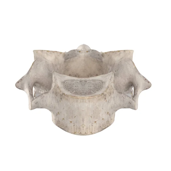 Vértebra Cervical Aislada Vista Anterior Blanca — Foto de Stock