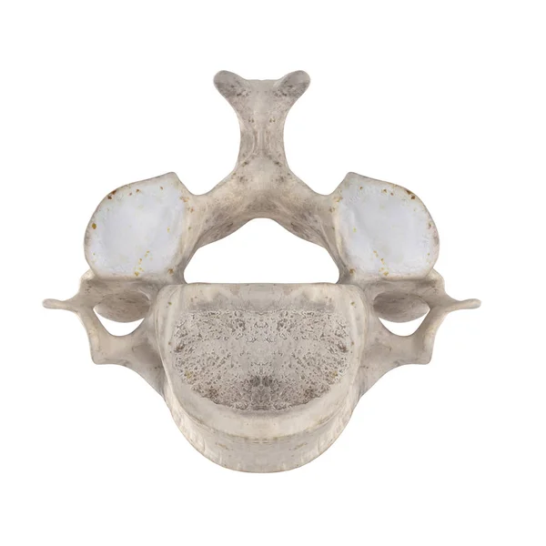 Vertebra Cervicale Isolata Fondo Bianco Vista Inferiore — Foto Stock