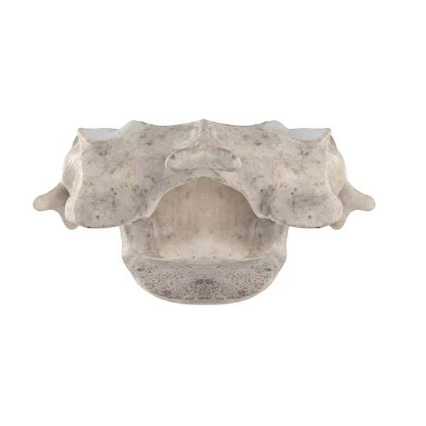 Cervical Vertebra Isolated White Posterior View — Stock Photo, Image