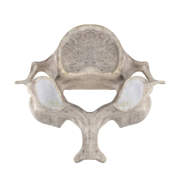 Cervical Vertebra Isolated White Top Superior View — Stock Photo, Image