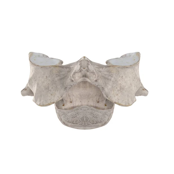 Cervical Vertebra Isolated White Posterior View — Stock Photo, Image