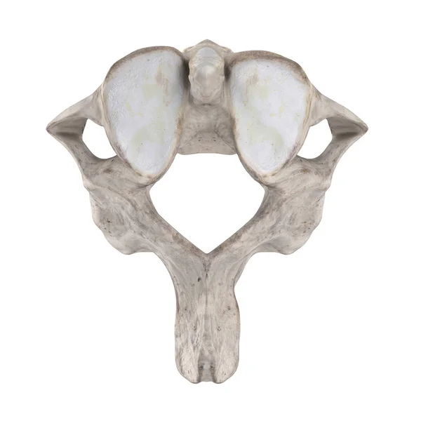 Axis Cervical Vertebra Isolated White Top Superior View — Stock Photo, Image