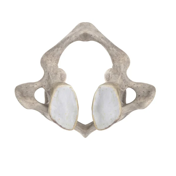 Atlas Cervical Vertebra Isolated White Bottom Inferior View — Stock Photo, Image