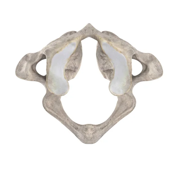 Atlas Cervical Vertebra Isolated White Top Superior View — Stock Photo, Image