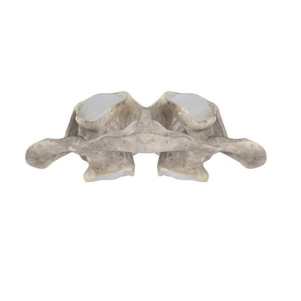 Vertebra Cervicale Atlante Isolata Sulla Vista Posteriore Bianca — Foto Stock