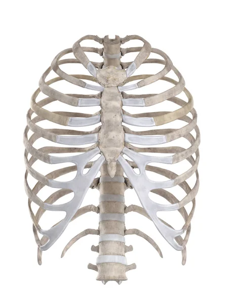 Squelette Thoracique Isolé Sur Vue Antérieure Blanche — Photo