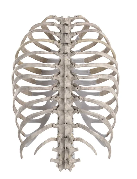 Thoracic Skeleton Isolated White Posterior View — Stock Photo, Image