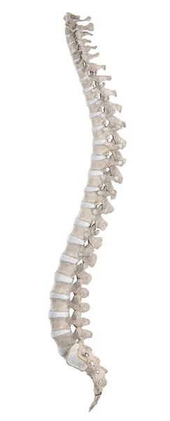 Spine Isolated White Left Lateral View Royalty Free Stock Images