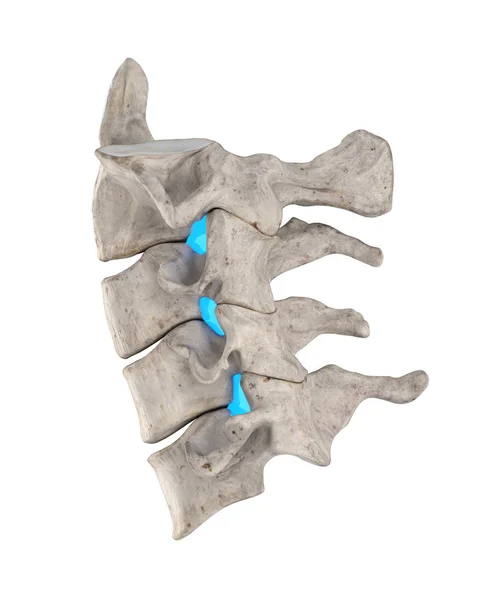 Intervertebral Foramina Cervical Spine — Stock Photo, Image