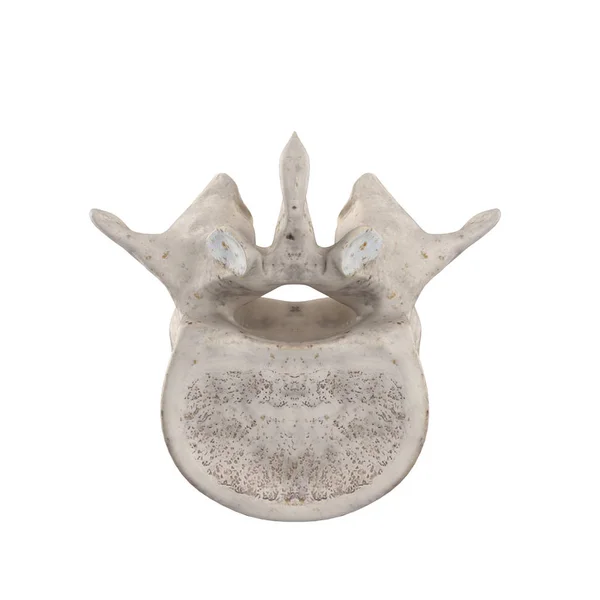 Vertebra Lombare Isolata Fondo Bianco Vista Inferiore Immagini Stock Royalty Free