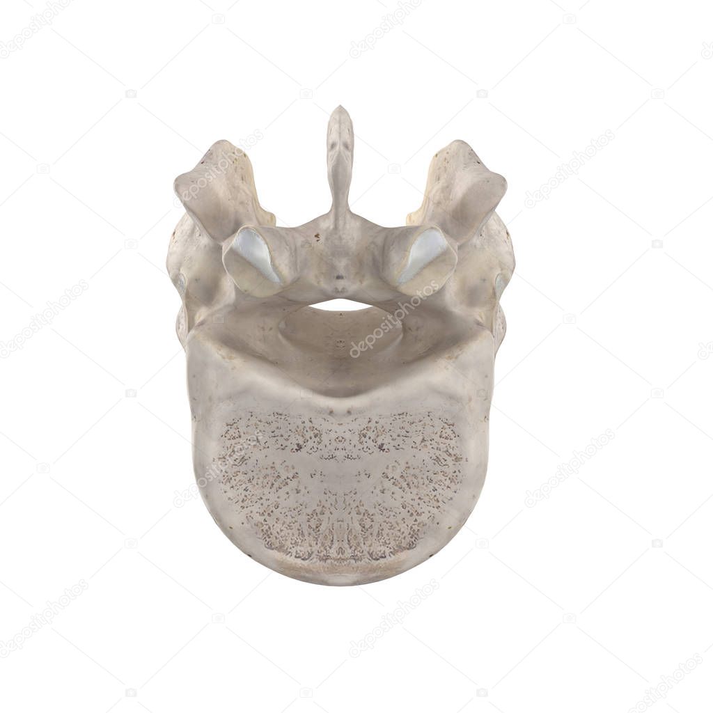 T12 Thoracic vertebra isolated on white bottom inferior view