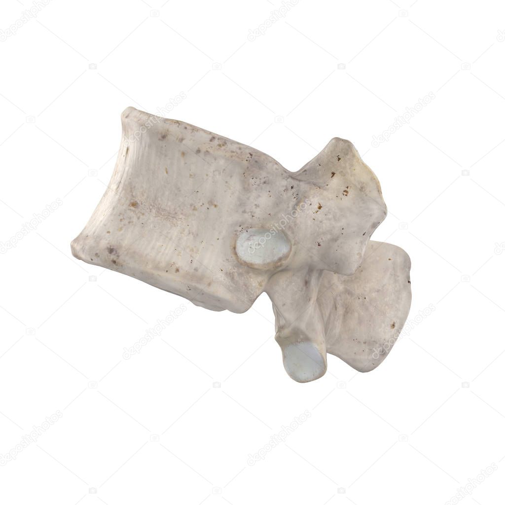 T12 Thoracic vertebra  isolated on white left lateral view