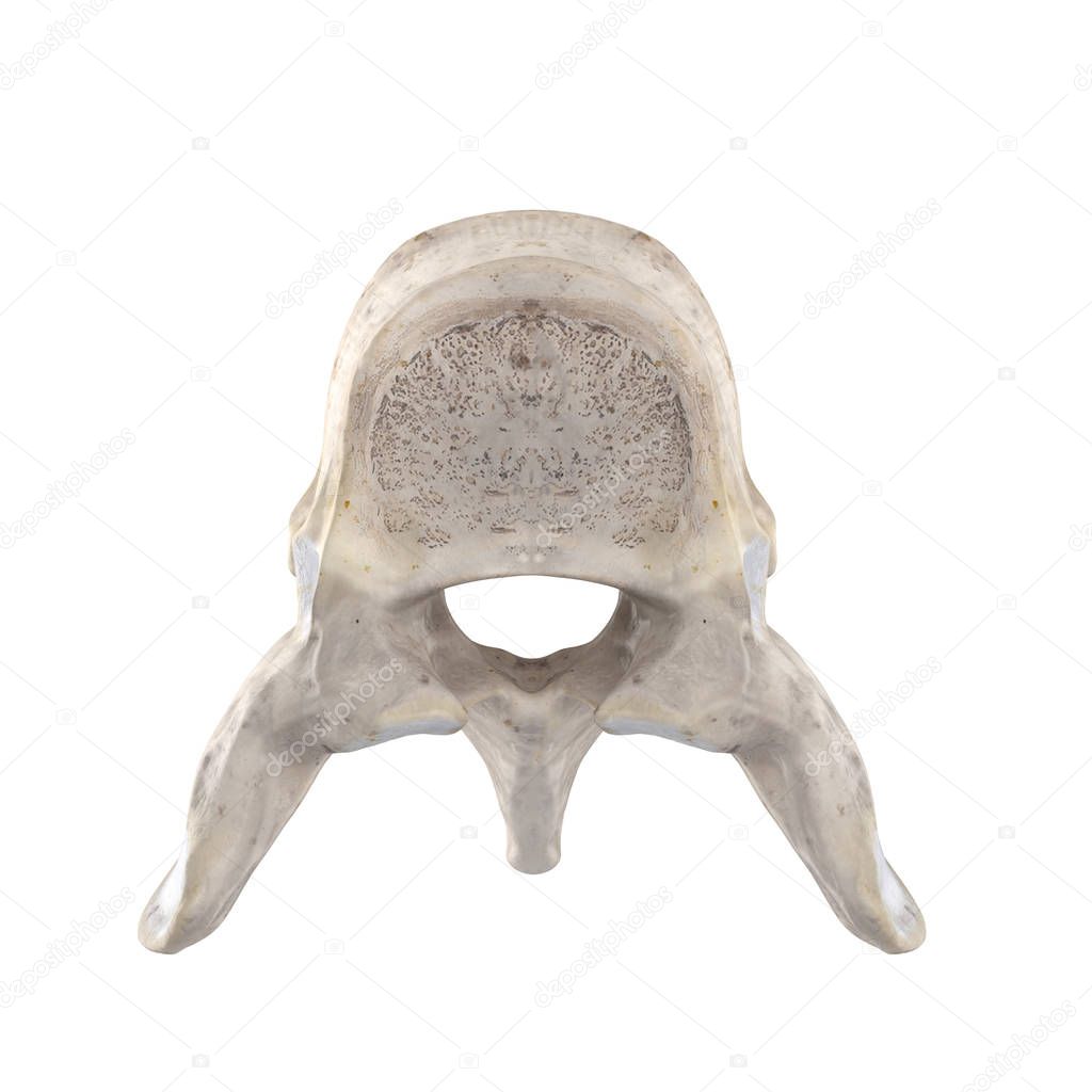 T8 Thoracic vertebra isolated on white top superior view