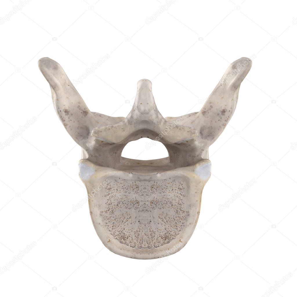 T8 Thoracic vertebra isolated on white bottom inferior view