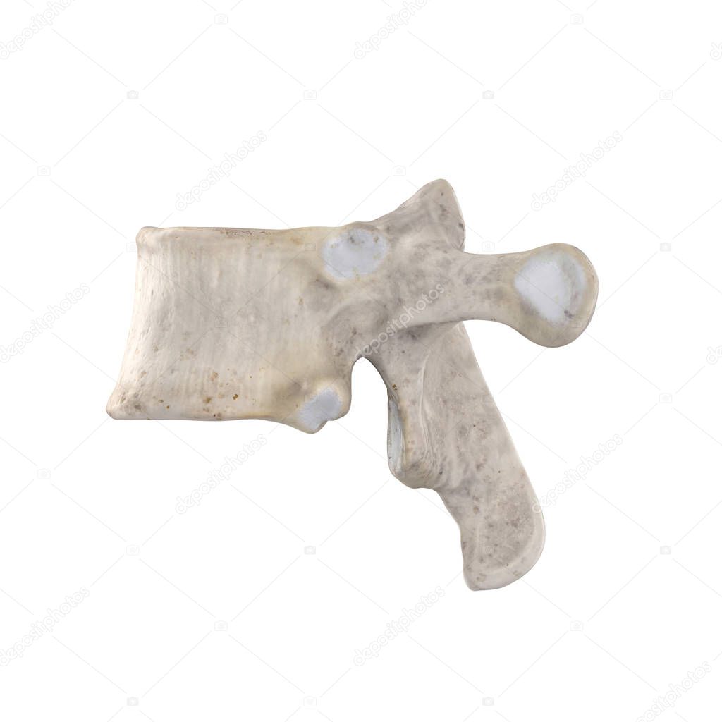 T8 Thoracic vertebra  isolated on white left lateral view