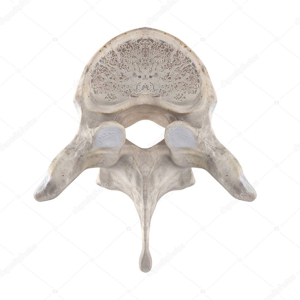 T4 Thoracic vertebra isolated on white top superior view