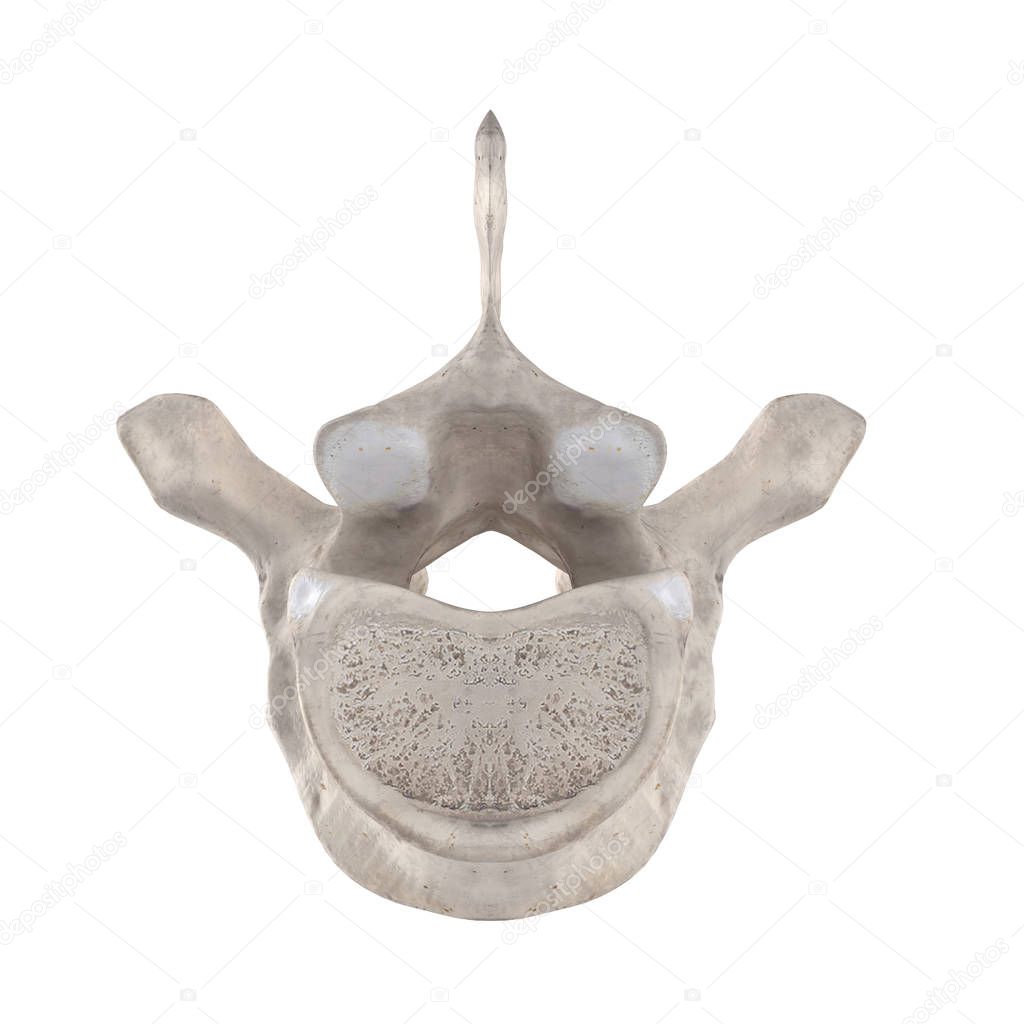 T3 Thoracic vertebra isolated on white bottom inferior view