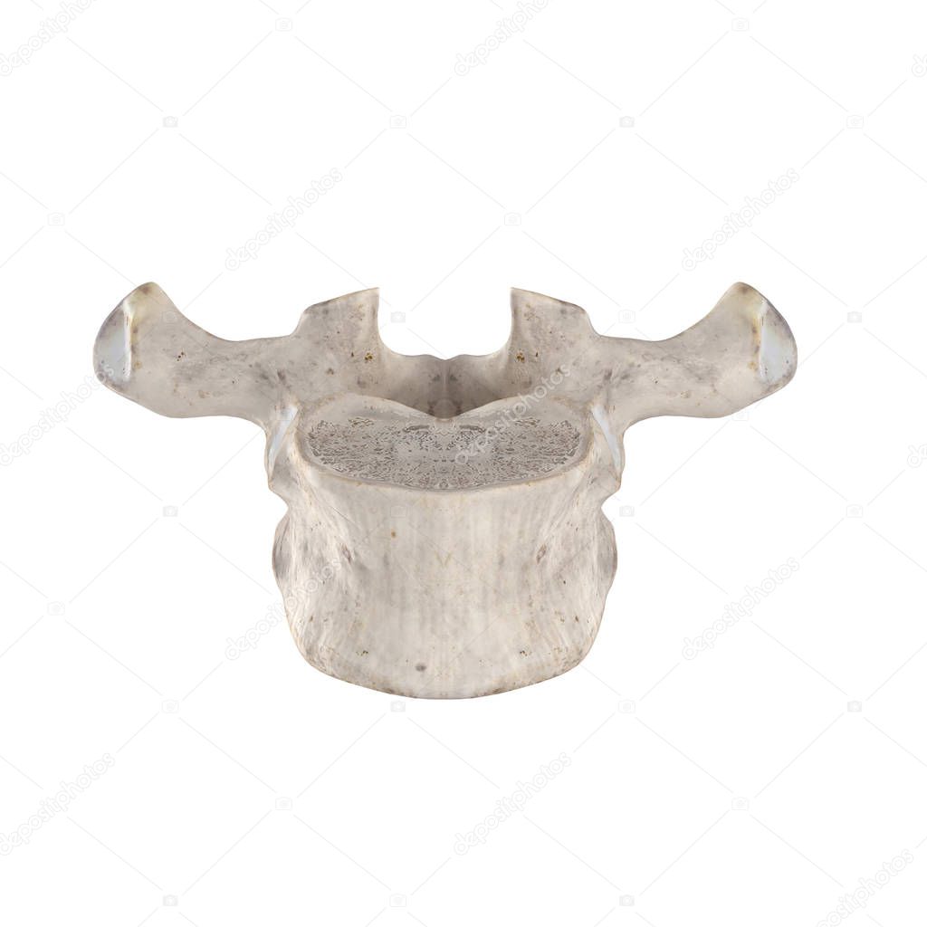 T1 Thoracic vertebra  isolated on white anterior view