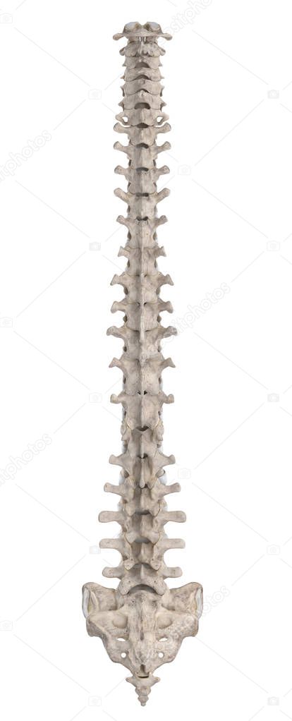 Spine isolated on white left lateral view