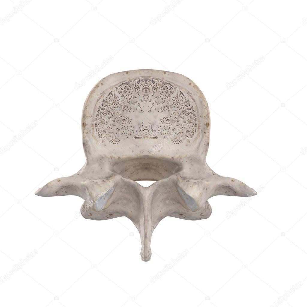 L5 Lumbar vertebra isolated on white top superior view