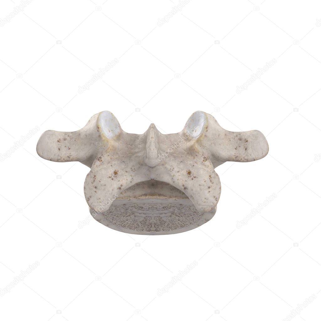L5 Lumbar vertebra isolated on white posterior view