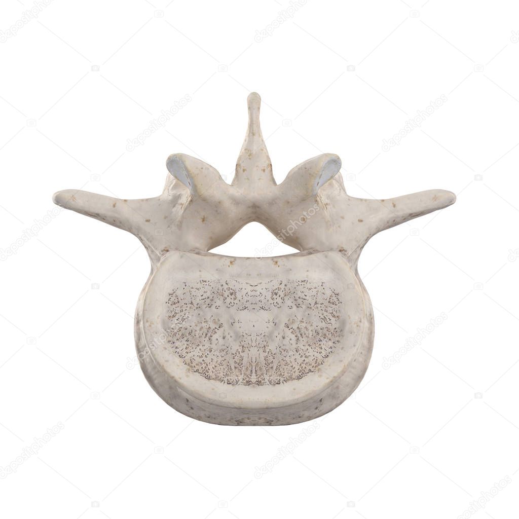 L4 Lumbar vertebra  isolated on white bottom inferior view