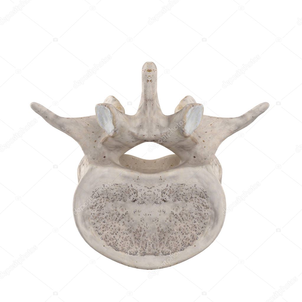 L2 Lumbar vertebra  isolated on white bottom inferior view