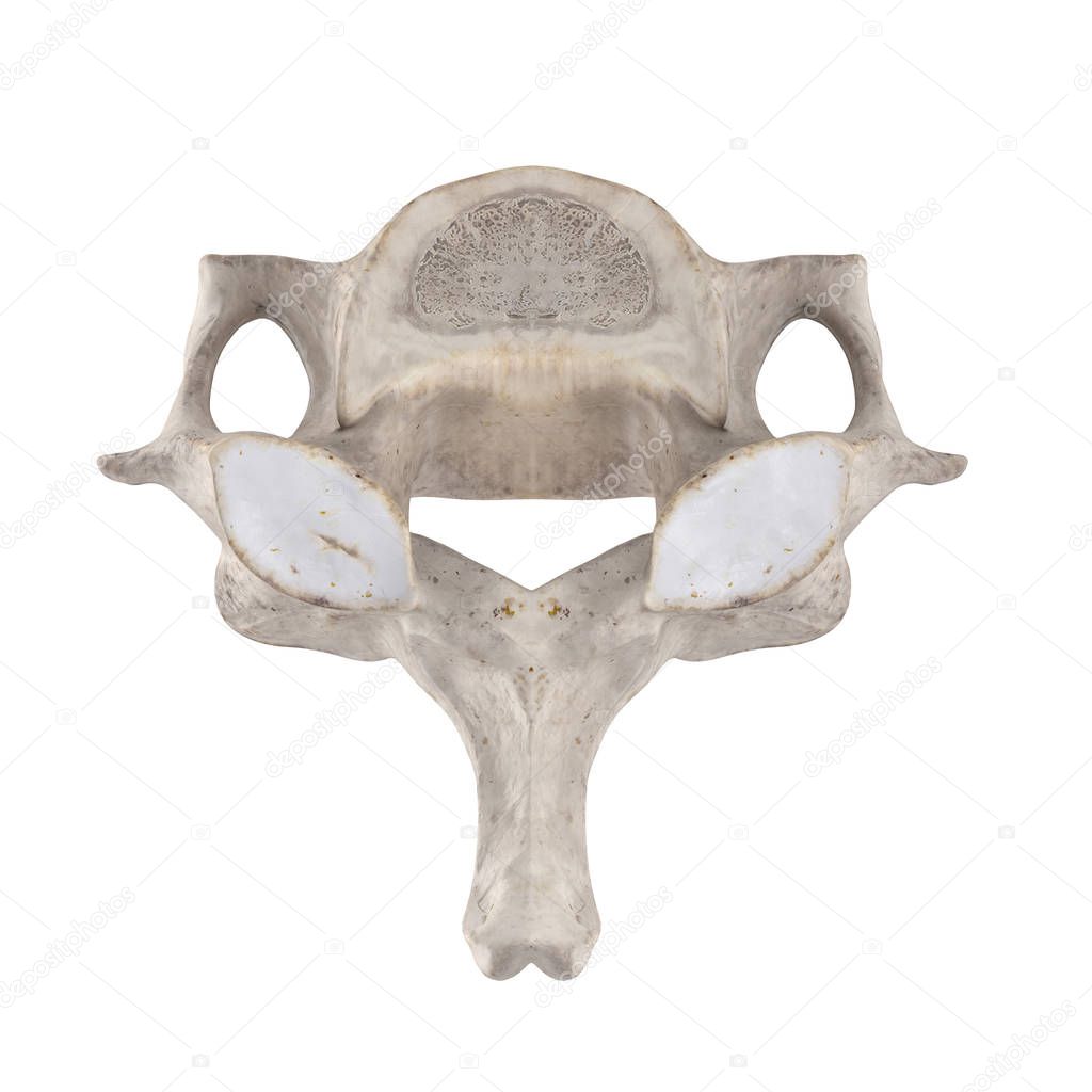 C6 Cervical vertebra isolated on white top superior view
