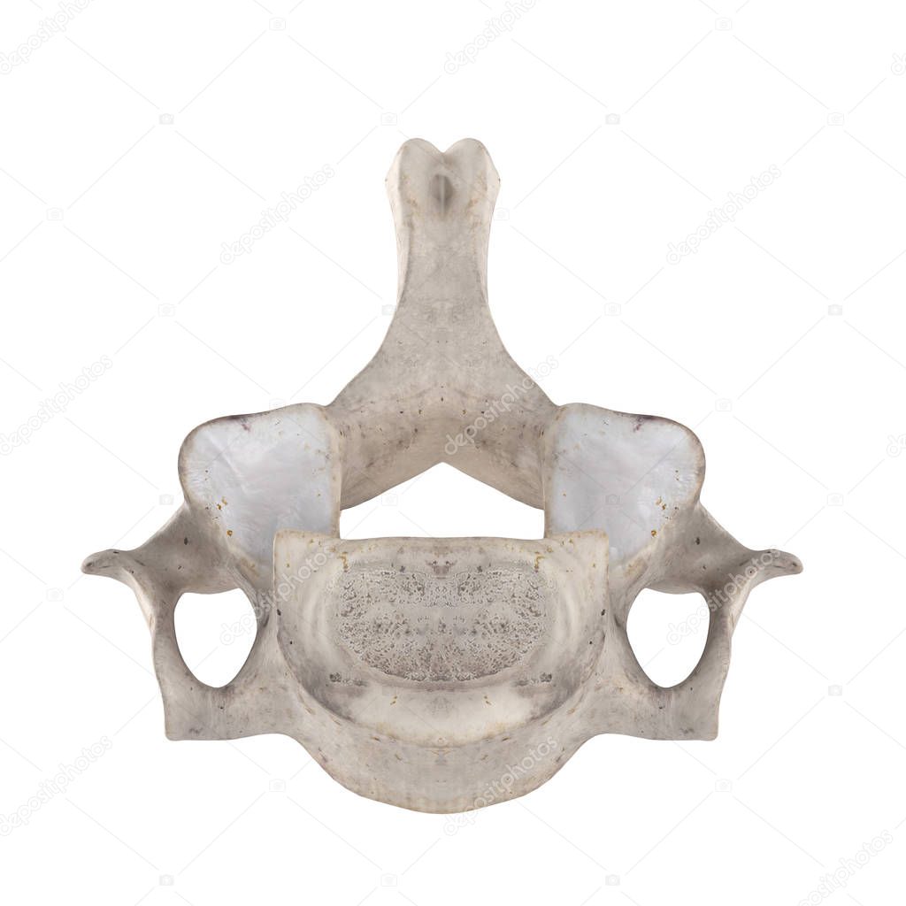 C6 Cervical vertebra  isolated on white bottom inferior view