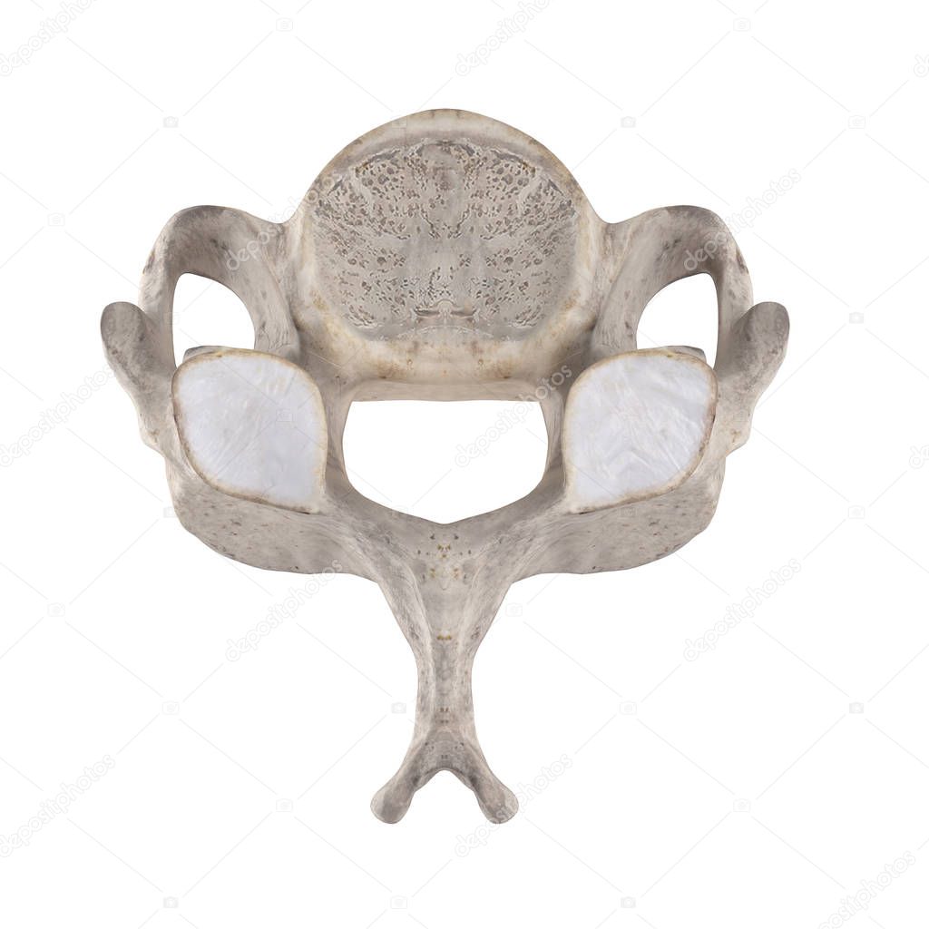 C5 Cervical vertebra isolated on white top superior view