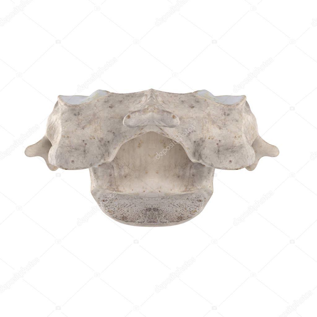 C4 Cervical vertebra isolated on white posterior view
