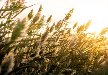 Kuzeydoğu Almanya 'daki Kullanım Alanı' nda sonbahar günbatımı. / / Herbst Sonnenuntergang auf der Insel Usedom im Thuurbruch, Deutschland