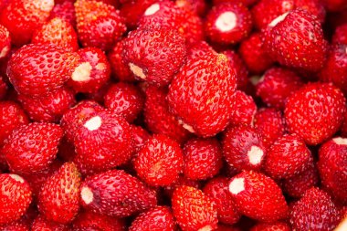 Çilek bitkisi. Sulu kırmızı olgun lezzetli meyveler yaban çileği çim bir sepet içinde. Yaz aylarında sahne