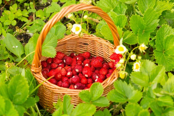 イチゴの植物 ジューシーな赤熟したおいしいベリー バスケット草の中に野生のイチゴの 夏シーン — ストック写真