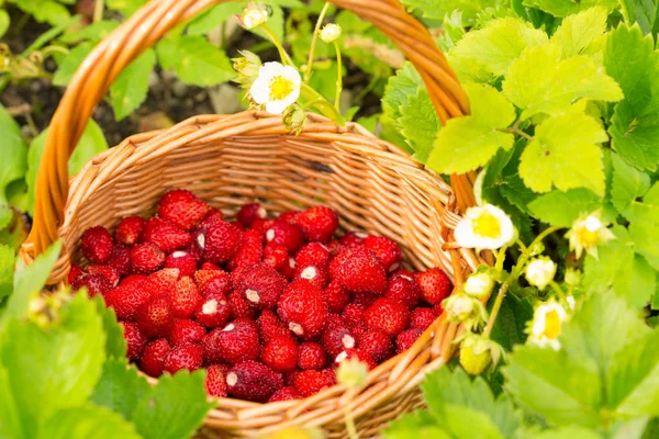 草莓厂 多汁的红色成熟可口的浆果在草地上的篮子野生草莓 夏季场景 — 图库照片