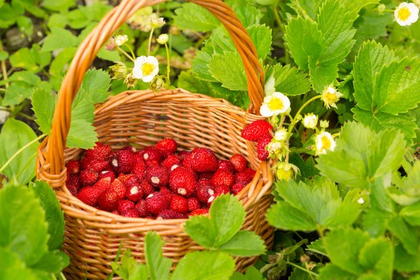 Pianta Fragole Succosa Bacche Rosse Mature Deliziose Fragole Selvatiche Cesto — Foto Stock