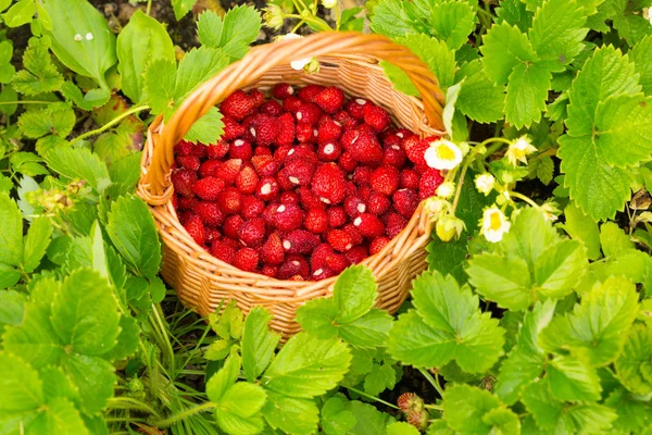 イチゴの植物 ジューシーな赤熟したおいしいベリー バスケット草の中に野生のイチゴの 夏シーン — ストック写真