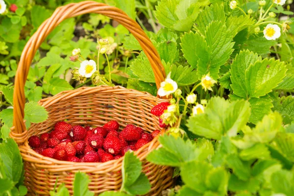 草莓厂 多汁的红色成熟可口的浆果在草地上的篮子野生草莓 夏季场景 — 图库照片