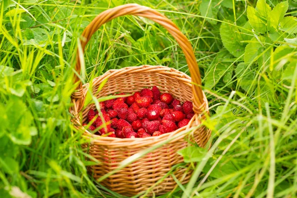 Pianta Fragole Succosa Bacche Rosse Mature Deliziose Fragole Selvatiche Cesto — Foto Stock