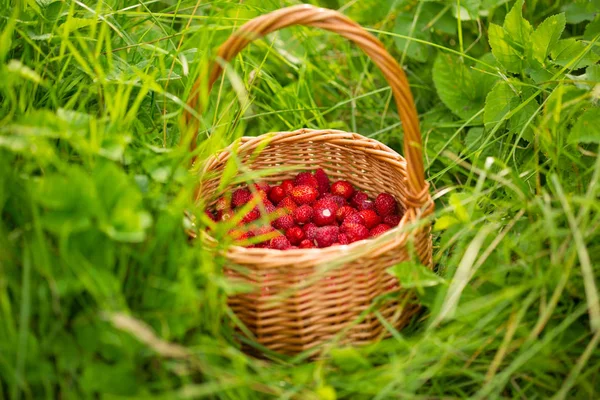 Strawberry Plant Juicy Red Ripe Delicious Berries Wild Strawberries Basket — Stock Photo, Image