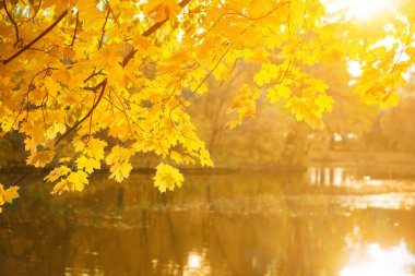 Sonbahar, sonbahar, yapraklar. Bulanık arka planda sonbahar yaprakları olan bir ağaç dalı. Sonbahar mevsiminde manzara