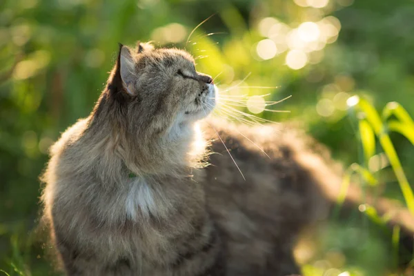 自然の背景に手 猫毛にアレルギー ペットや動物の世話 — ストック写真