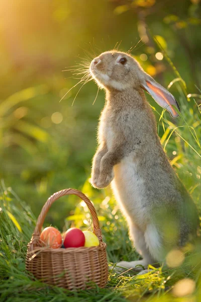 复活节兔子和一篮子鸡蛋 快乐的复活节兔子在他们的后腿卡片与花在日落 可爱的野兔 — 图库照片
