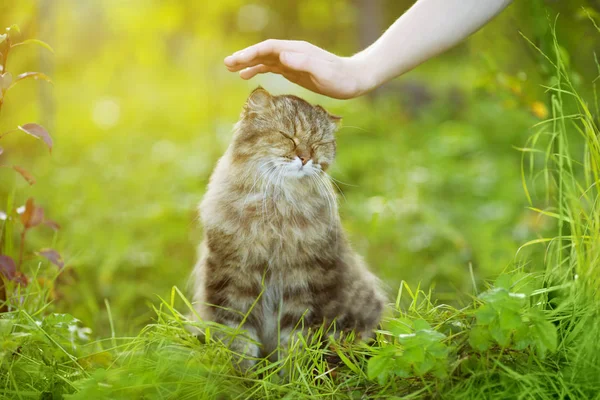 Γάτα Και Χέρι Στη Φύση Φόντο Αλλεργίες Στα Ζώα Τρίχωμα — Φωτογραφία Αρχείου