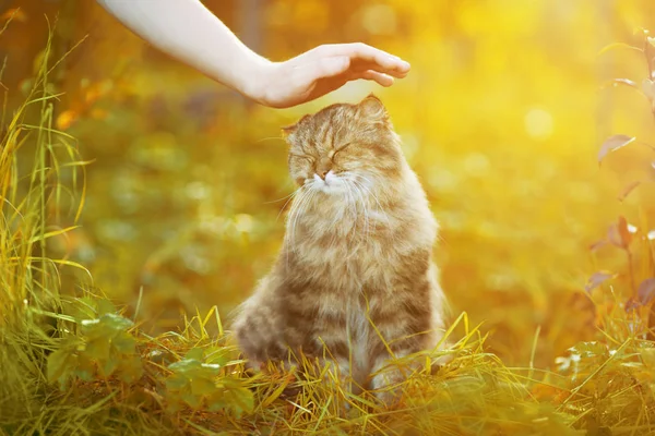 Γάτα Και Χέρι Στη Φύση Φόντο Αλλεργίες Στα Ζώα Τρίχωμα — Φωτογραφία Αρχείου
