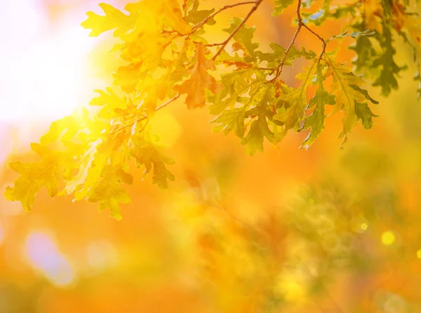Fall Autumn Leaves Background Tree Branch Leaves Maple Blurred Background — Stock Photo, Image